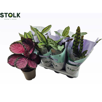 .Calat Gem 4 Srt pot 14 35cm