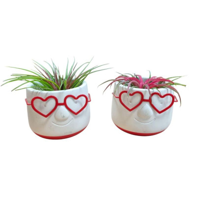 .Arr Tillandsia pot 8 15cm...