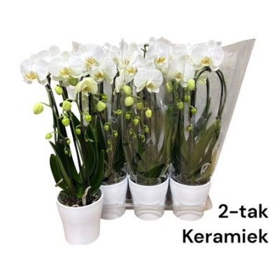 .Arr Phala Mt 14+ pot 12...