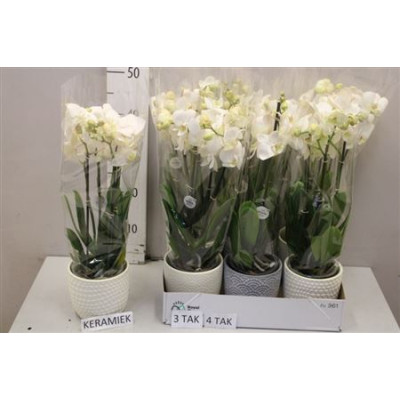 .Arr Phal Mt pot 12 55cm cera