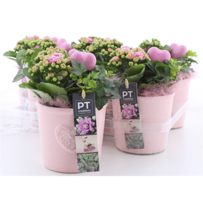 .Arr Kamerpl pot 11 23cm...