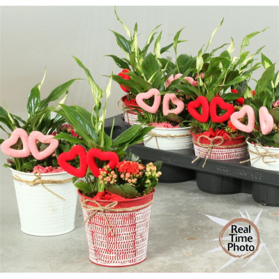 .Arr Kamerpl pot 12 30cm zinc