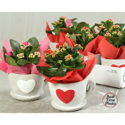 .Arr Kamerpl pot 12 25cm...