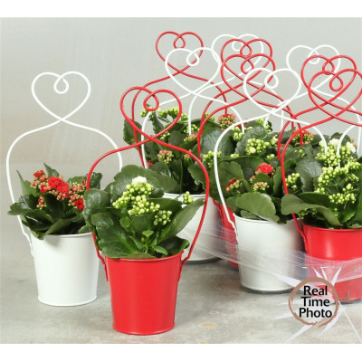 .Arr Kamerpl pot 10 coeur...