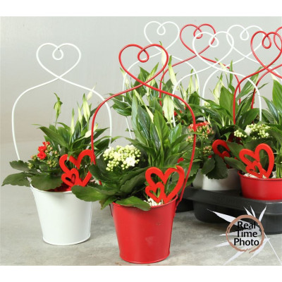 .Arr Kamerpl pot 14 45cm...