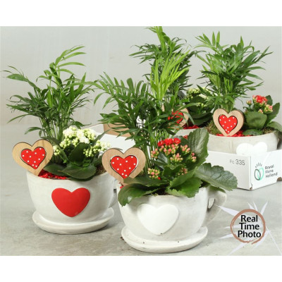 .Arr Kamerpl pot 15 30cm...