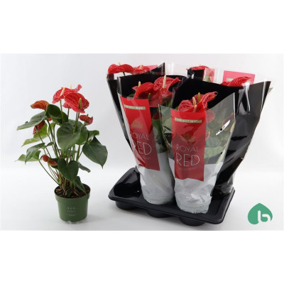 .Anthu An Madural pot 17 55cm