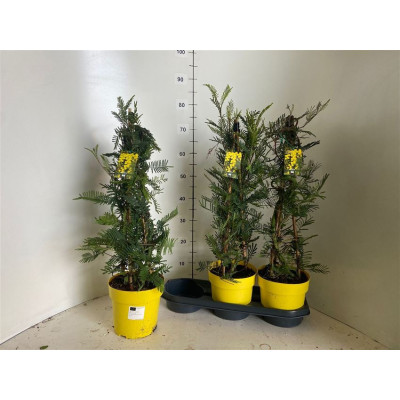 .Acacia Paradoxa pot 19 70cm