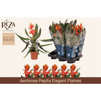 .Aech Pe Elegant Flam pot...