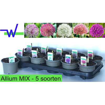 .Alli Gem pot 12 16cm