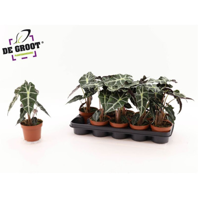 .Aloc Polly pot 12 30cm