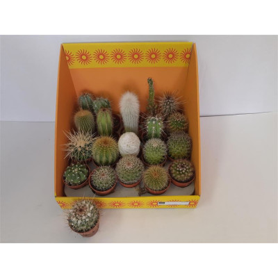 .Cactus Gem 18 Srt pot 5.5 5cm