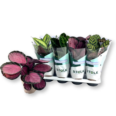 .Calat Gem 4 Srt pot 14 45cm