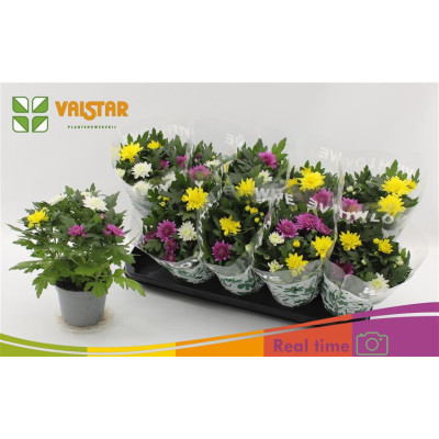 .Chrys Da Vinc Gem Pt pot...