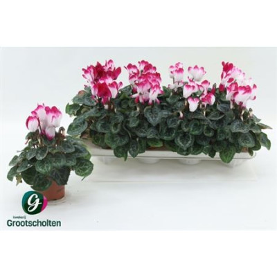 .Cycl Md Indiaka pot 10.5 20cm