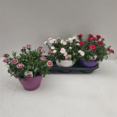 .Dian Osc Gem pot 19 30cm