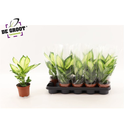 .Dieff Camilla pot 12 35cm