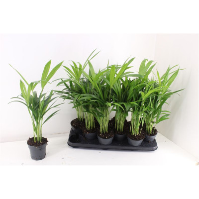 .Dypsis Lutescens pot 10.5...