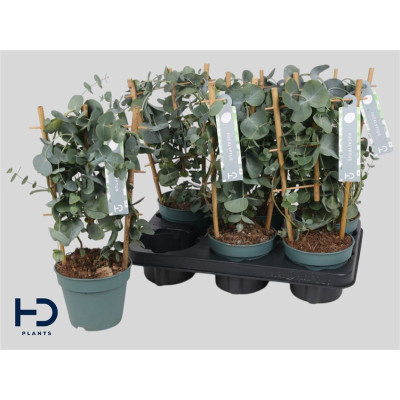 .Eucal Cinerea pot 12 40cm
