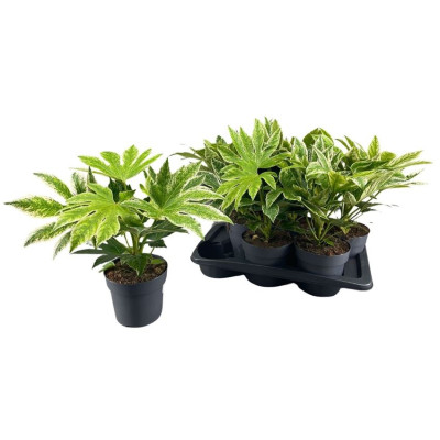 .Fatsia Variegata pto 17 25cm