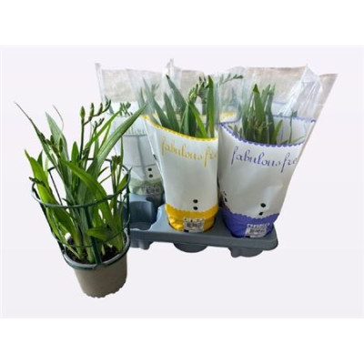 .Freesia Ov pot 13 45cm