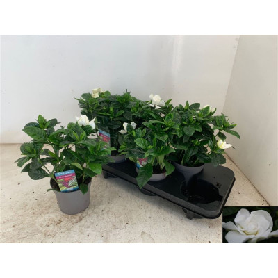 .Gardenia Jasminoides pot...
