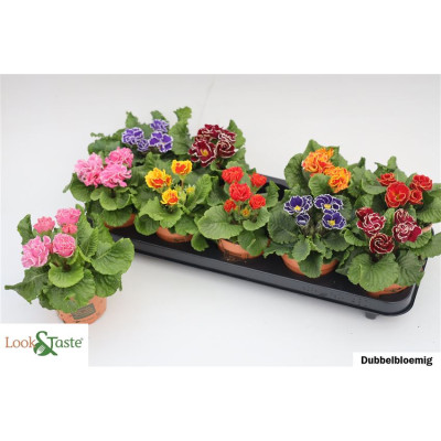 .Prim Ac Bellisi Gem pot 11...