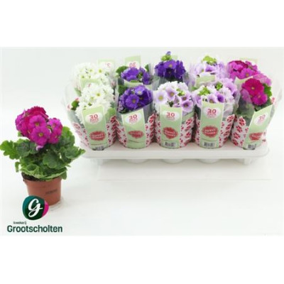 .Prim Ob Sweetk A Gem pot...