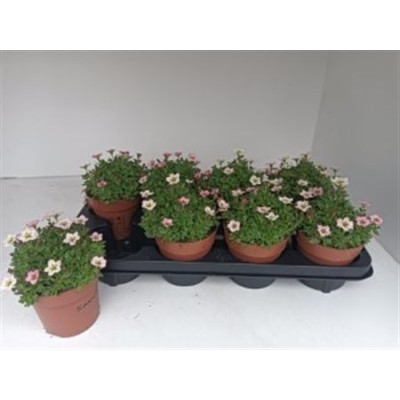 .Saxif Ar Alp Rose pot 12 20cm