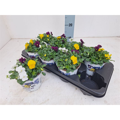 .Vio Tricolor pot 13 15cm