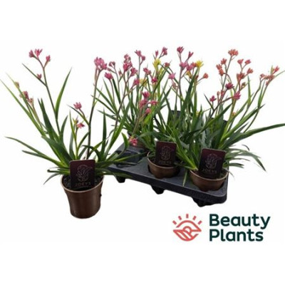 .Anigo Gem pot 12 40cm