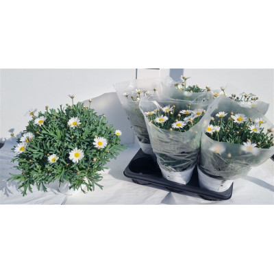 .Arg Stella 2000 pot 14 30cm