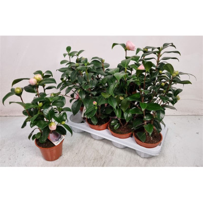 .Camellia Japonica pot 13 45cm