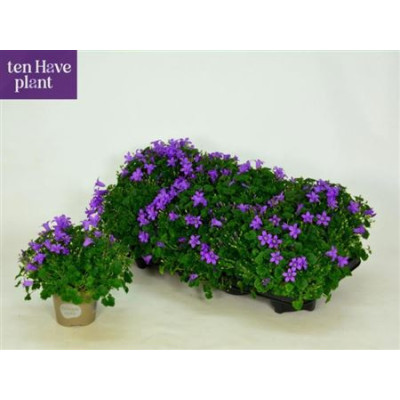 .Camp Por Porto pot 11 20cm