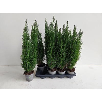 .Cham L Ellwoodii pot 13 55cm