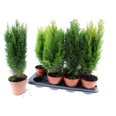.Coniferen Gem pot 13 50cm