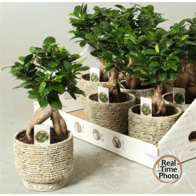 .Fic Mi Ginseng pot 14 32cm...