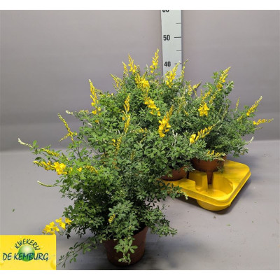 .Genista X Sp pot 15 43cm