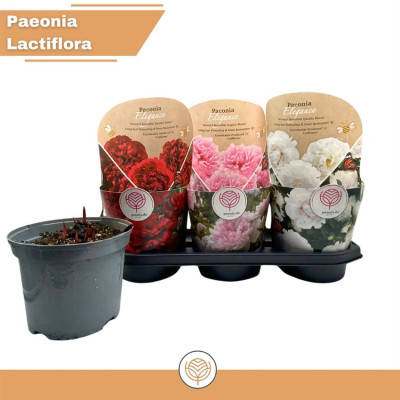 .Paeonia L Gem pot 19 35cm