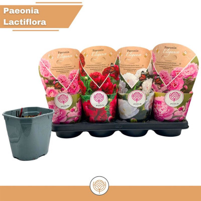 .Paeonia L Gem pot 14 30cm