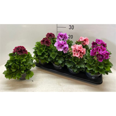 .Pel Gr Gem pot 12 28cm