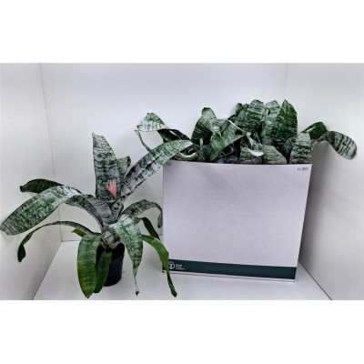 .Aech Fas Primera pot 15 60cm