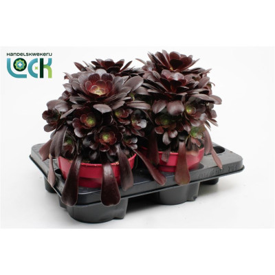 .Aeon Arbor pot 15 30cm