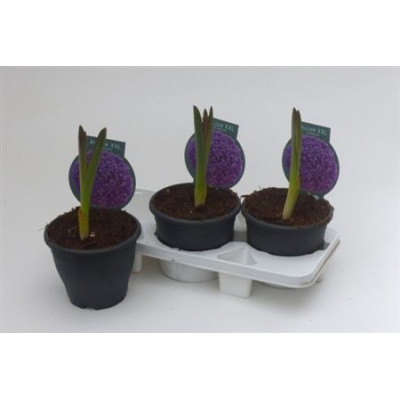 .Alli Gladiator pot 19 35cm