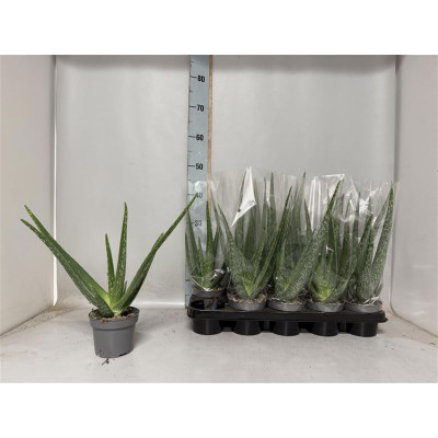.Aloe Vera pot 12 40cm