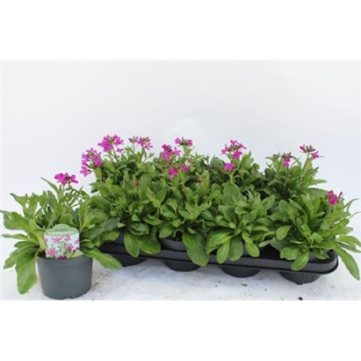 .Arabis Bl Fruhlingsz pot...