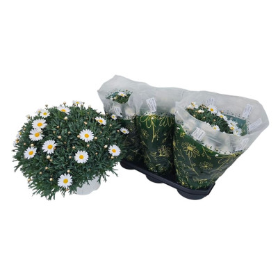 .Arg Stella 2000 pot 19 40cm