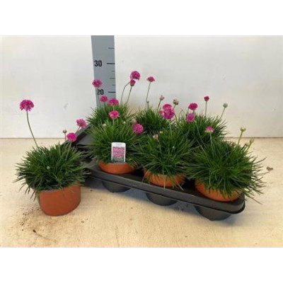 .Arme Mar Splendens pot 14...