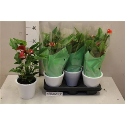 .Arr Anthurium pot 12 50cm...