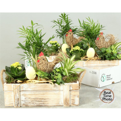 .Arr Kamerpl pot 29 35cm...